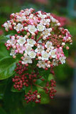 Viburnum tinus 'Spring Bouquet' Flower Delivery