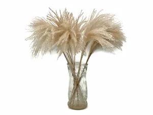 10 Pieces 14-16" Natural Ivory Preserved Dried Horsetail Whisk Plume Reed Grass