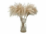 10 Pieces 14-16" Natural Ivory Preserved Dried Horsetail Whisk Plume Reed Grass