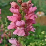 Snapdragon Seeds (20) - Pink Bubblegum