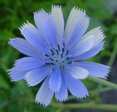 Chicory, a brilliant blue wildflower. perennial. Flower Delivery