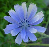 Chicory, a brilliant blue wildflower. perennial. Flower Delivery
