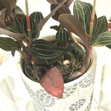 Discolor Ludicia