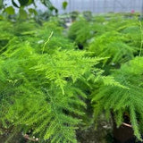 Asparagus Fern | Asparagus Setaceus | 4