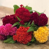 35 Dwarf Cockscomb (Celosia Cristata) Mix Colour Seeds