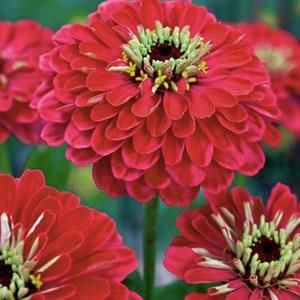 30+ Seeds / Dahlia Flowered Deep Red Zinnia Seed/  Zinnia elegans / (#73)