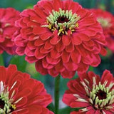 30+ Seeds / Dahlia Flowered Deep Red Zinnia Seed/  Zinnia elegans / (#73)