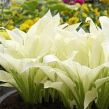 20pcs Hosta Plantaginea Fragrant Plantain Seeds Fire And Ice Shade White Lace #9177