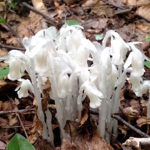 Monotropa Uniflora Seeds Ghost Plant Native Wildflower