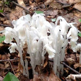 Monotropa Uniflora Seeds Ghost Plant Native Wildflower
