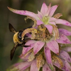 DOTTED HORSEMINT Monarda Bee Balm Mint Bergamot Punctata Perennial 20 Seeds