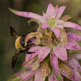DOTTED HORSEMINT Monarda Bee Balm Mint Bergamot Punctata Perennial 20 Seeds