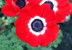 Anemone Meaning and Symbolism - FTD.com Flower Delivery