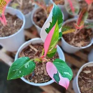 Philodendron White Princess Pink Plant 100% Guarantee Free Phitosanitary