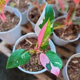 Philodendron White Princess Pink Plant 100% Guarantee Free Phitosanitary