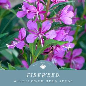 Fireweed Flower Seeds: Grow Nature's Pheonix- A Healing And Perennial Herb