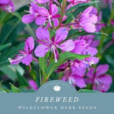 Fireweed Flower Seeds: Grow Nature's Pheonix- A Healing And Perennial Herb
