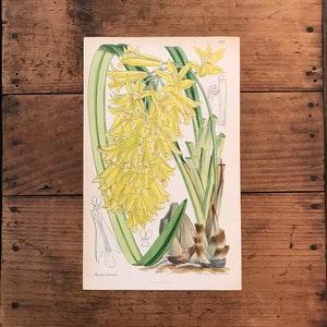 Elegant Cymbidium Orchid, Original Antique Hand Colored Botanical Print for Framing