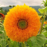 Giant Sungold Sunflower Seeds | Tall, Fully Double Blooms | 20+ seeds | Organic, Open Pollinated