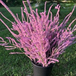30 seeds statice Seeds - Pink Limonium Suworowii - Annual