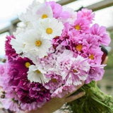 Mixed COSMOS SEEDS cut flower bouquet wedding florist Dizzy Bees Urban Garden