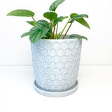 Honeycomb plant pot with water basin, drainage plant pot, well draining pot, indoor plant pot, garden gift, plant gift