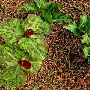 RED TRILLIUM CHLOROPETALUM Wake Robin Wildflower Native 3 Very Rare Seeds