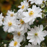 Anemone x hybrida 'Whirlwind' (Japanese Anemone) Flower Delivery