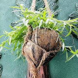 Hanging pots | Hanging baskets | Coconut husk hanging