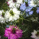 Ragged Lady Flower  20 Seed Mix