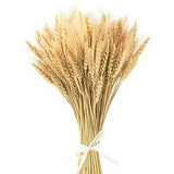 17.7 Inches Dried Wheat Stalks, 100 Stems Dried Flowers 100% Natural 100pcs