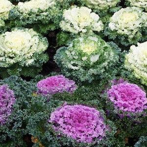 Ornamental Kale Blend Decorative Stalk Cabbage 0.5g - 100 Seeds - Brassica Oleracea NON GMO