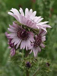 Berkheya Purpurea 15 Seeds, Purple Berkheya African Perennial Plants