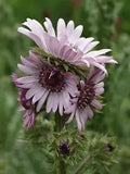 Berkheya Purpurea 15 Seeds, Purple Berkheya African Perennial Plants