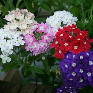 Vervain flower seeds - code 055