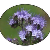 Purple Tansy Flower Seeds - Phacaelia - Bee Flower - Pollinator Flower - flower seed
