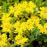 Gold Moss Stonecrop - Sedum acre - Rare 'Succulent' Seeds - Stone Orpine, Wall Pepper, Yellow-Gold, Biting Stonecrop, Goldmoss Stonecrop