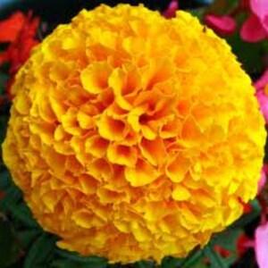 Marigold seeds , tall double mixed flower seeds , katifes seeds, coed  126, yellow flower seeds, gardening, flowers seeds