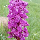 Orchis masculax, Blue Butcher, the early-purple orchid 1 bulb