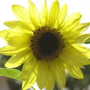 Sunflower Flower Seeds,  Lemon Queen Sunflower Seeds, "COOL BEANS N sprouts" Brand. Home Gardening.