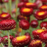 500 SCARLET Helichrysum Straw Flower Everlastings Paper Flower Seeds Strohblume Samen Semi Semillas Siemenet Fr? Sementes Sementi Graines