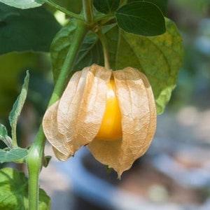 Aunt Molly's - Groundcherry Seeds - Open-Pollinated for Seed Saving - Non-Hybrid & Non-GMO - Canada Heirloom Fruit Seeds