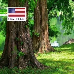 Dawn Redwood, Metasequoia glyptostroboides 100 Tree Seeds