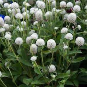 50+ Globe Amaranth White Flower Seeds- White Gomphrena Globosa- Easy to grow excellent Tropical Annual  --B439
