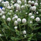 50+ Globe Amaranth White Flower Seeds- White Gomphrena Globosa- Easy to grow excellent Tropical Annual  --B439