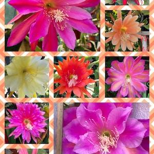 Overstock Epiphyllum seed! 3pkts! No repeats