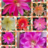 Overstock Epiphyllum seed! 3pkts! No repeats