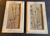 Framed Artist Pair Of  PRINTS Pressed Herbs Flowers Botanicals