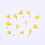 12PCS Real Pressed Dry Flower, sweet yellow Flower with stem for art FCD09