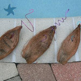 Coconut shell husk hanger for mounting Orchid Bromeliad Hoya Tillandsia Epiphyte Tropical Plant single, 2 pk, 3 pk